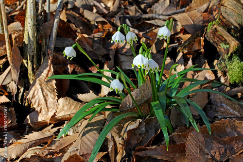 campanellino di primavera (Leucojum vernum)