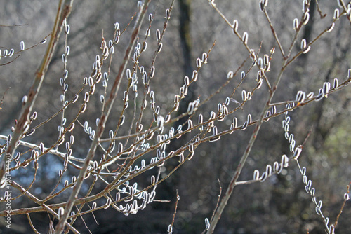presagio di primavera