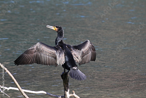 cormorano (Phalacrocorax carbo) che asciuga le ali dopo la pesca
