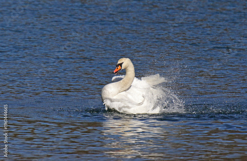 cigno reale (Cygnus olor) che si scuote tra gli spruzzi
