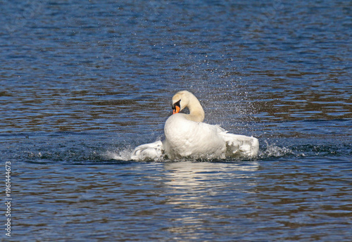 cigno reale (Cygnus olor) che si scuote tra gli spruzzi