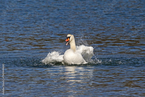 cigno reale (Cygnus olor) che si scuote tra gli spruzzi