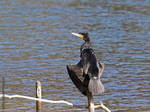 cormorano (Phalacrocorax carbo) su un precario posatoio