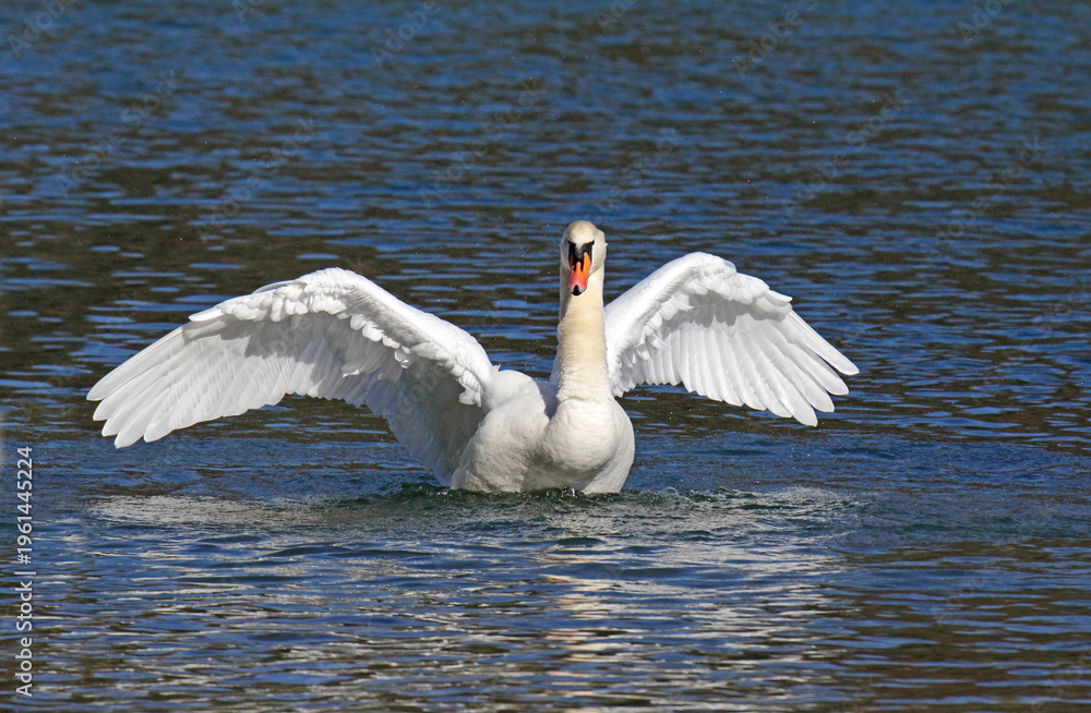 Fototapeta premium cigno reale (Cygnus olor) in parata