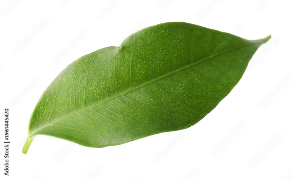 Obraz premium One fresh green citrus leaf isolated on white
