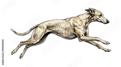 Greyhound dog running in full gallop, athletic sighthound in motion, vintage hand-drawn sketch of a racing hound on white background