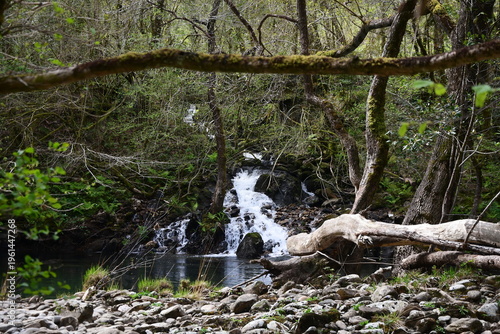 Arroyo en la fraga, Fragas de Eume, Galicia, Spain