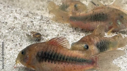 Metall Panzerwelse im Aquarium.