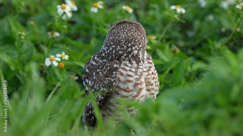 Cute burrowing owl guarding in the nest at sunset