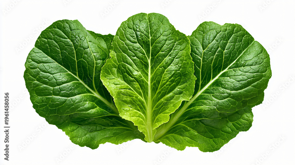 Obraz premium Fresh green leaves of bok choy vegetable on white background