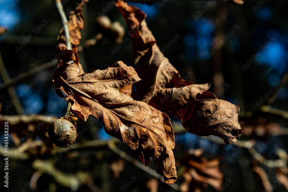 Fototapeta premium Brown dried oak leaves and a marble gall on a twig in woodland