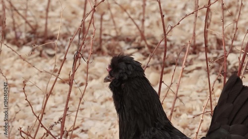 Backyard Chicken Foraging in Raspberry Patch in Winter