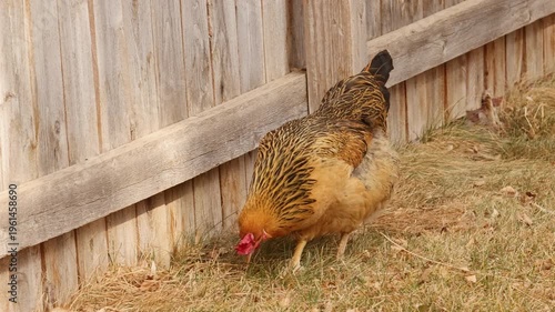 Backyard Chicken Foraging Near Fence
