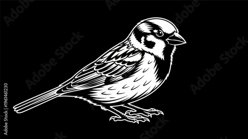 Sparrow illustration on black background