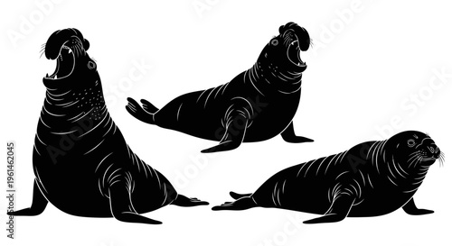 Black silhouettes of seals roaring and resting on white
