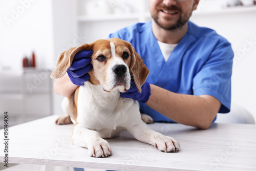 Obraz na płótnie Smiling veterinarian in medical gloves examining cute dog at light wooden table