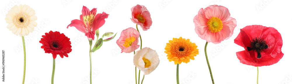 Obraz premium Beautiful colorful flowers isolated on white, set