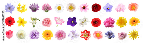 Different beautiful flowers isolated on white, set
