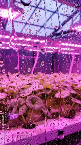 Plants growing under purple LED lights in an indoor farm