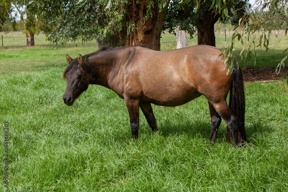 Fototapeta premium Brown horse grazing in green pasture field