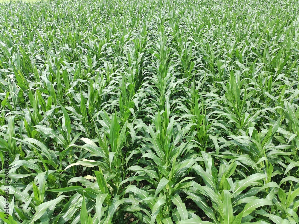 Fototapeta premium corn plants in the afternoon