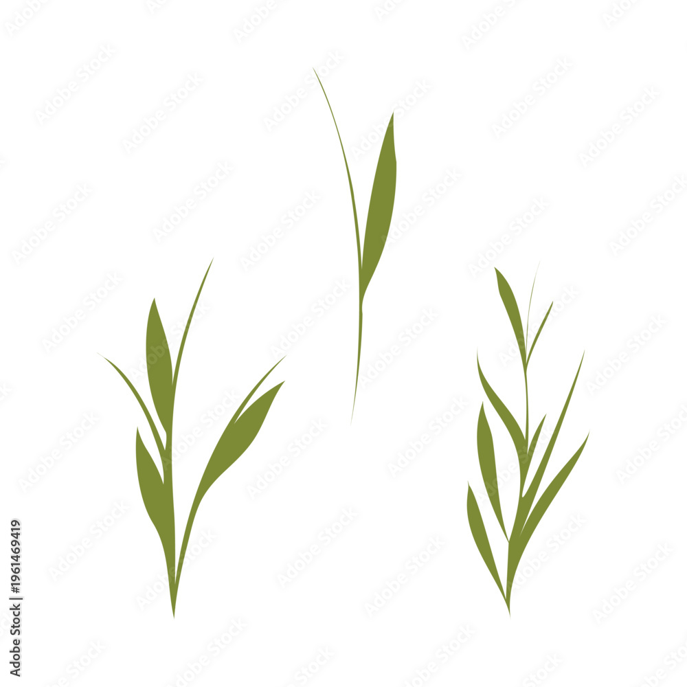 Fototapeta premium Three green stylized plant stems with delicate leaves stand upright on a clean white background. This botanical illustration features simple, elegant foliage for a fresh, natural feel.