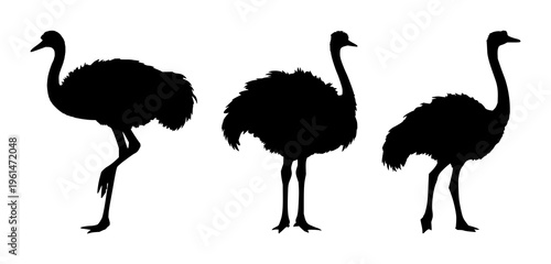 Ostrich silhouettes set with bold black outline featuring wildlife, bird, silhouette with fauna and nature illustration, vector artwork, black and white