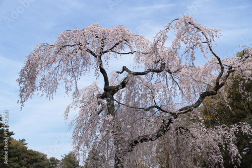京都御所　出水のしだれ桜