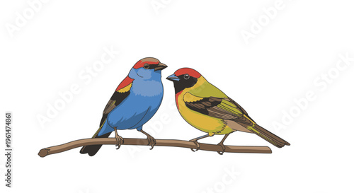 Two colorful birds on a branch 1.