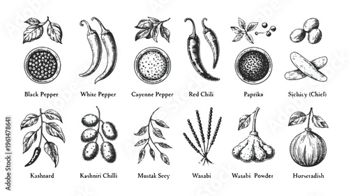 Vintage illustration of spices and herbs: black pepper, cardamom, chili peppers, olives, basil, garlic, and nutmeg with handwritten labels
