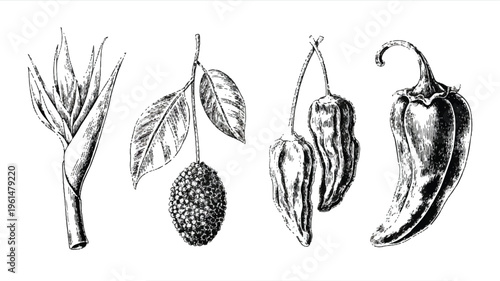 Hand-drawn illustration set of tropical fruit and spicy peppers, including star apple, chili peppers, and leaves, in vintage black and white style