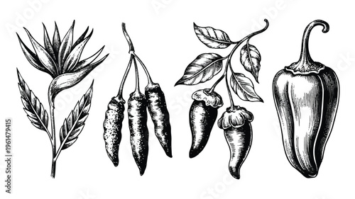 Vintage botanical illustration of bird of paradise flower and chili peppers, detailed sketch for culinary or natural themes