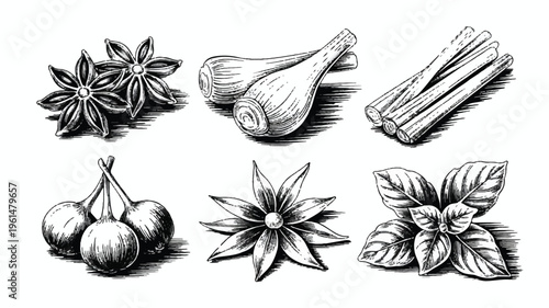 Vintage sketch of star anise, cardamom pods, cinnamon sticks, and basil, aromatic spices for culinary and gourmet themes