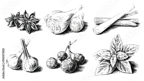 Black and white illustration of spices and herbs: star anise, bulbs, cinnamon, grapes, and basil leaves, botanical illustration