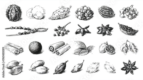 Hand-drawn sketch collection of various spices and dried herbs, isolated on white background for culinary use, spice collection