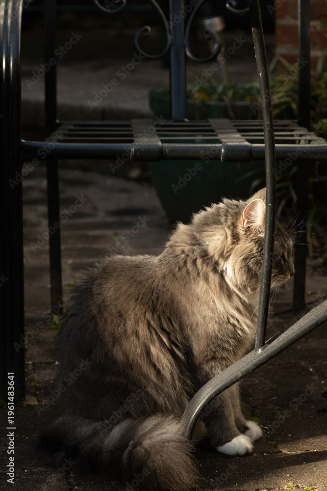 Obraz premium portrait of cat