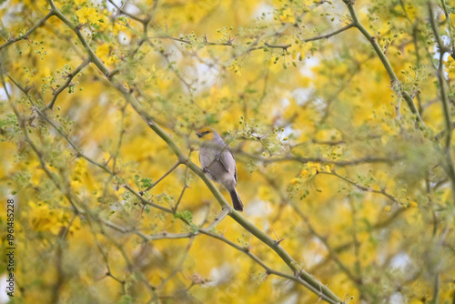 Verdin in a colorful tree filled with yellow spring blooms