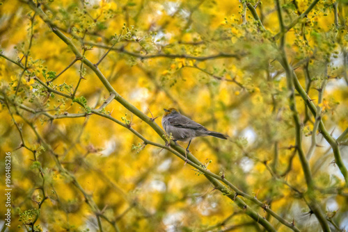 Verdin in a colorful tree filled with yellow spring blooms