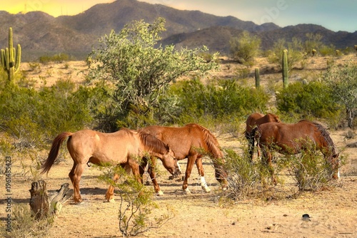 Salt River Ponies in Springtime in Arizona