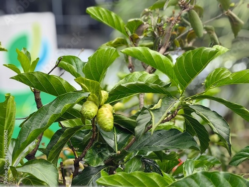 Cuadro en lienzo Noni fruit or morinda citrifolia on the stalk of the noni tree.