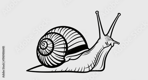 Snail Shell Animal Side View.