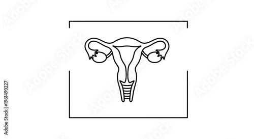 Clear line art illustration of the human female reproductive system for medical education and
