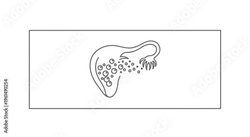 Conceptual illustration of female reproductive system with ovules or follicles