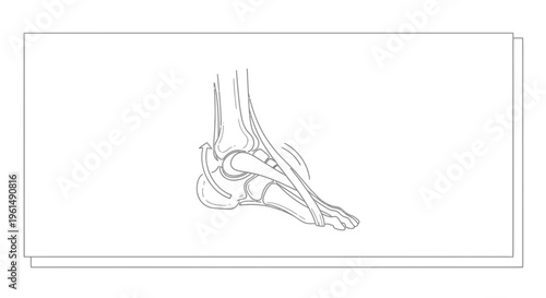 Detailed line drawing illustrating human foot anatomy, highlighting bones, ligaments, and ankle