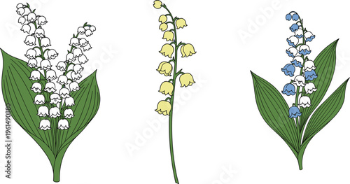 Lily of the Valley Flower Set with White, Yellow, and Blue Variations in Botanical Illustration Style for Spring Nature and Floral Design