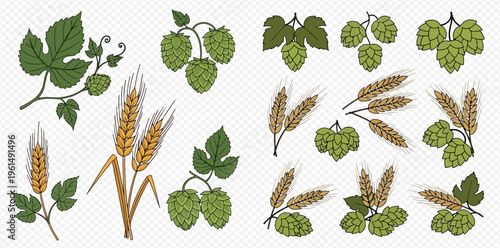 Set of hops and wheat elements for brewing beer on a transparent background.