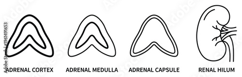 Adrenal gland anatomy and renal hilum diagram illustration for medical science and education