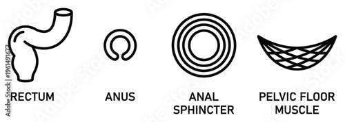 Anatomy icons set including rectum anus anal sphincter and pelvic floor muscle on transparent