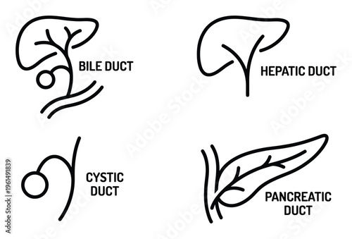 Biliary system liver line art bile duct hepatic duct cystic duct and pancreatic duct anatomy