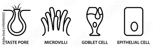 Cell structure line vector of taste pore microvilli goblet cell and epithelial cell illustration